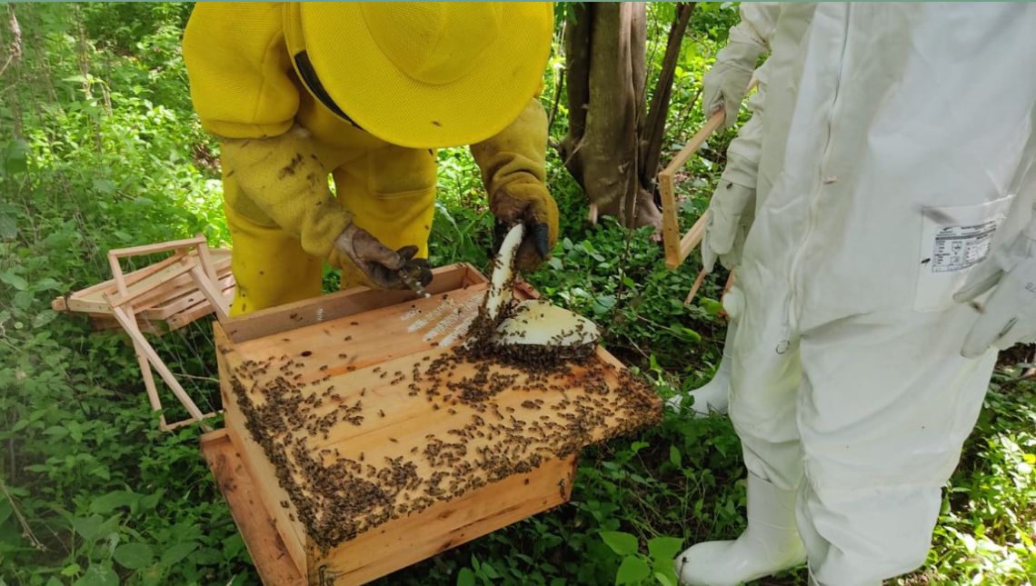 apicultura prorroga