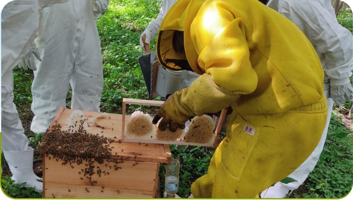 Fucam prorroga prazo de edital para contratar professor de apicultura