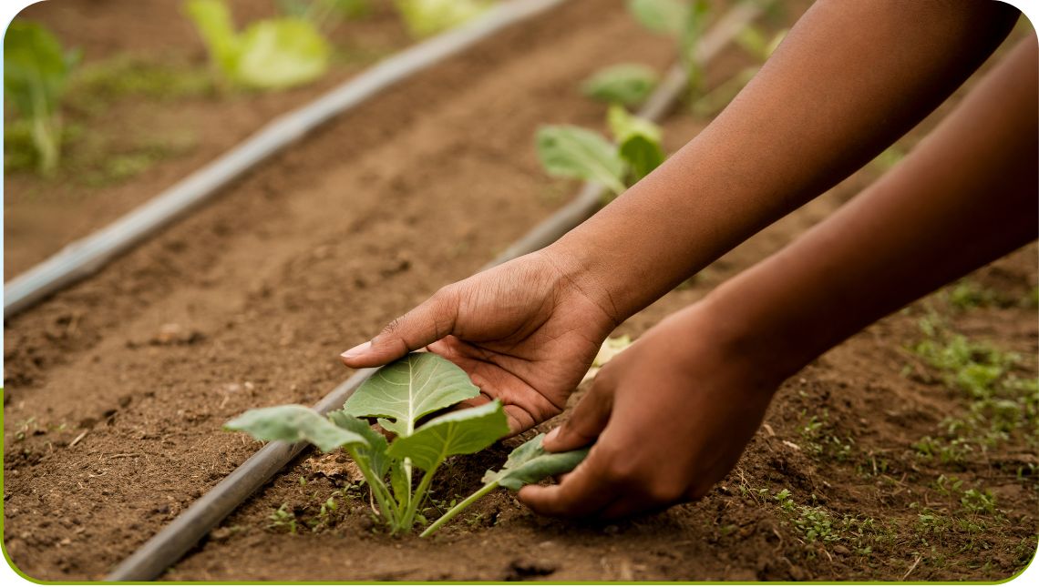 Horta na Escola: plantando sementes para o futuro